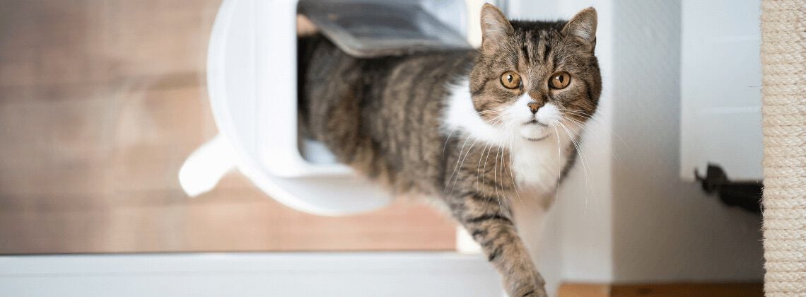 [paste advice page name here]